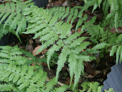 Microlepia x bipinnata