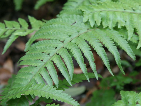 Microlepia x bipinnata