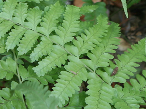 Microlepia x bipinnata