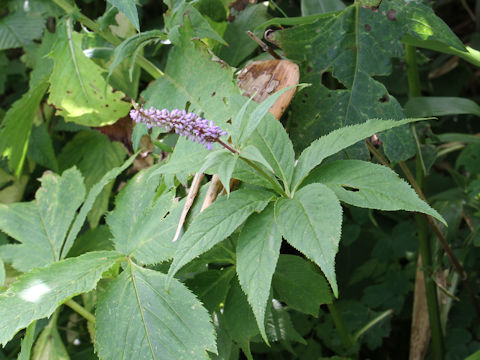 Veronicastrum sibiricum ssp. japonicum
