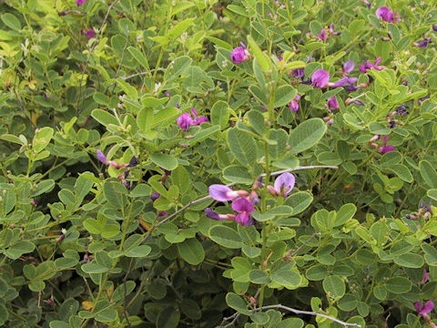 Lespedeza bicolor var. higoensis