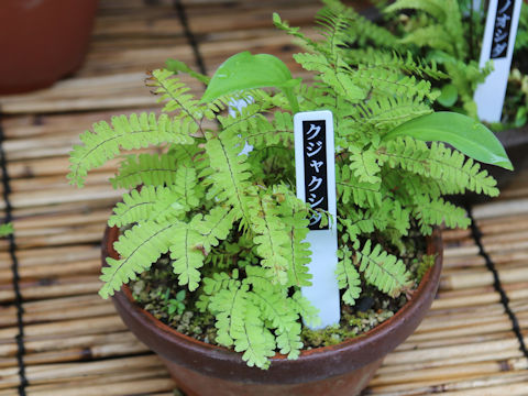 Adiantum pedatum