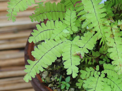 Adiantum pedatum