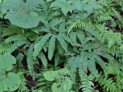 Adiantum pedatum