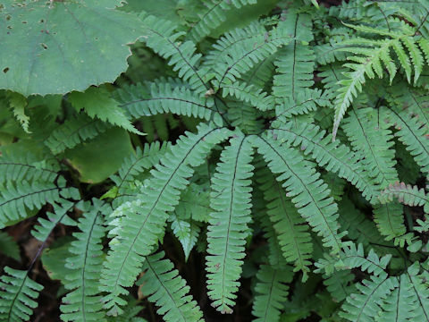 Adiantum pedatum