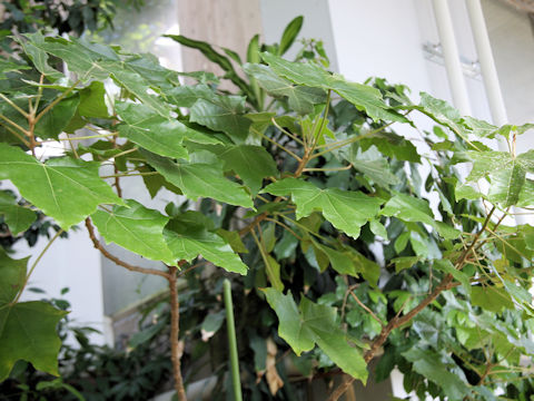 Aleurites moluccanus