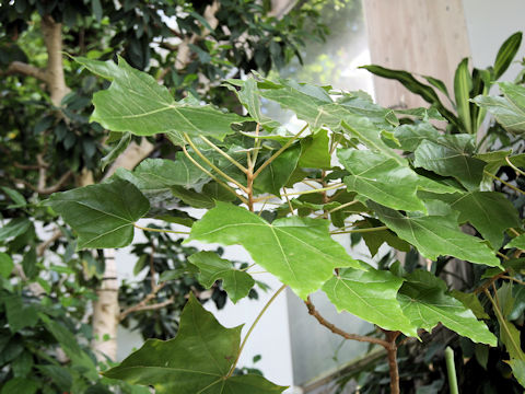 Aleurites moluccanus