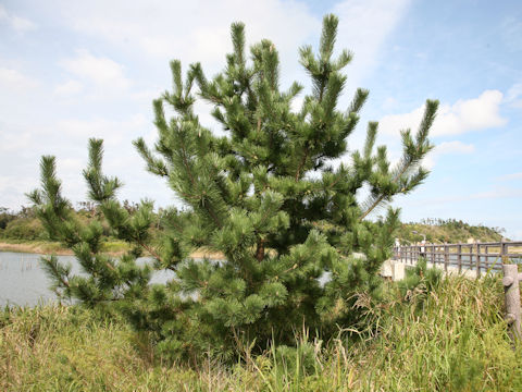 Pinus thunbergii