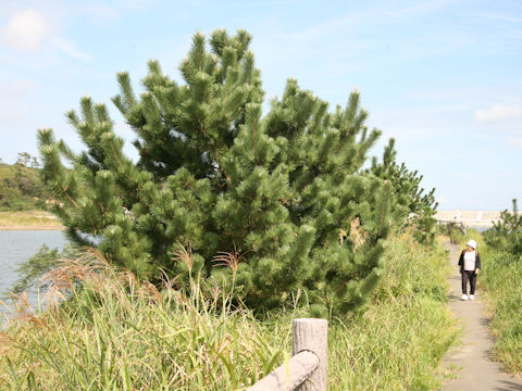 Pinus thunbergii