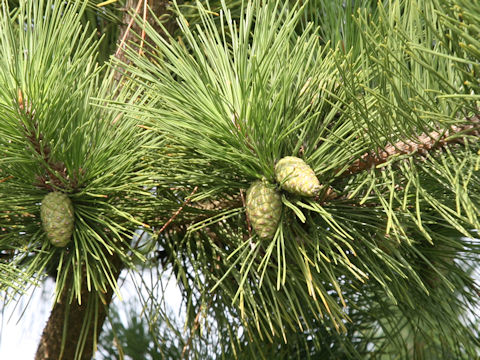 Pinus thunbergii