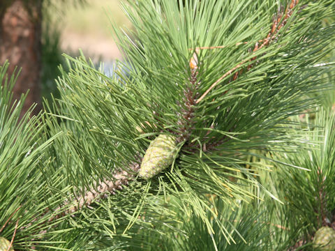 Pinus thunbergii