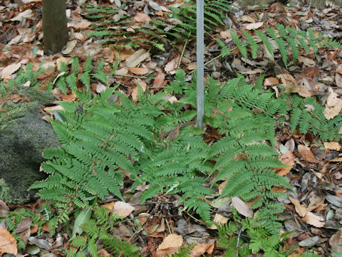 Dryopteris lacera