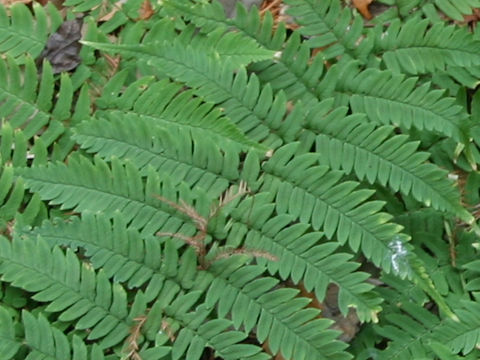 Dryopteris lacera