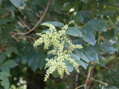 Berchemia racemosa