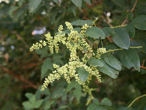 Berchemia racemosa