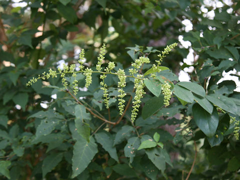 Berchemia racemosa