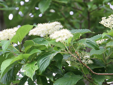 Swida macrophylla