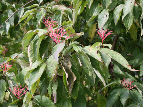 Swida macrophylla