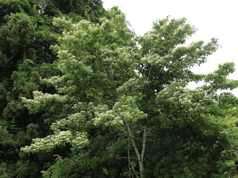Swida macrophylla