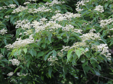 Swida macrophylla