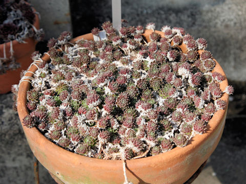 Sempervivum arachnoideum