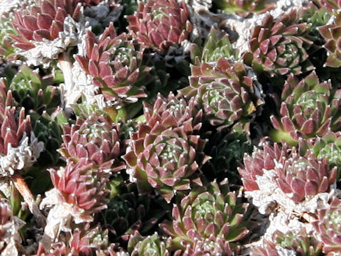 Sempervivum arachnoideum