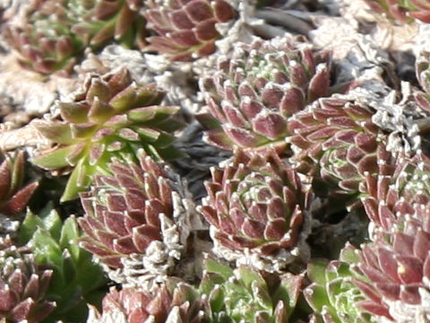 Sempervivum arachnoideum