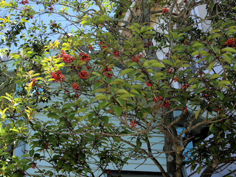 Ilex rotunda