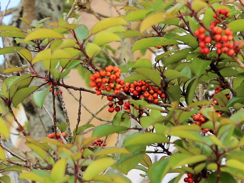 Ilex rotunda