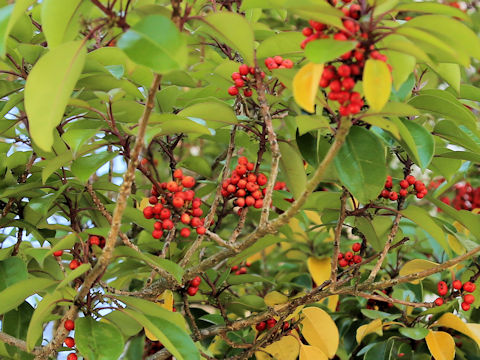 Ilex rotunda