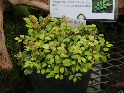 Elatostema suzukii