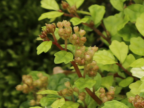 Elatostema suzukii