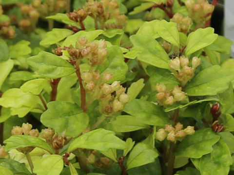 Elatostema suzukii