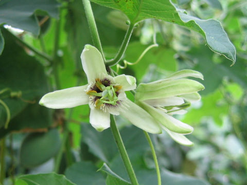 Passiflora foetida cv. Nova Odessa