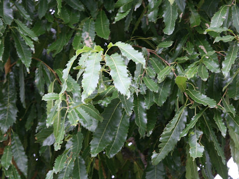 Quercus acutissima