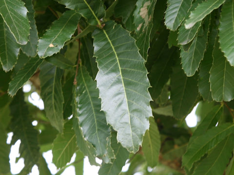 Quercus acutissima