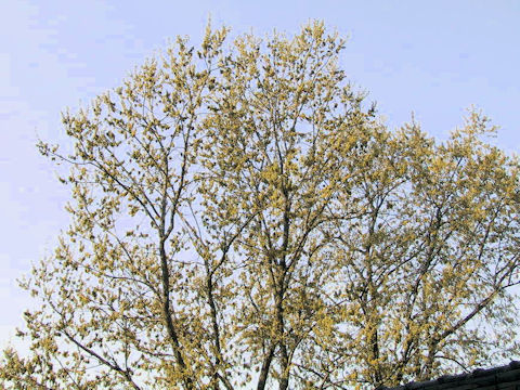 Quercus acutissima