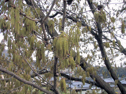 Quercus acutissima