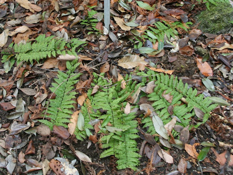 Dryopteris x tokudae