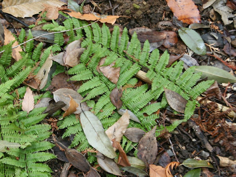 Dryopteris x tokudae