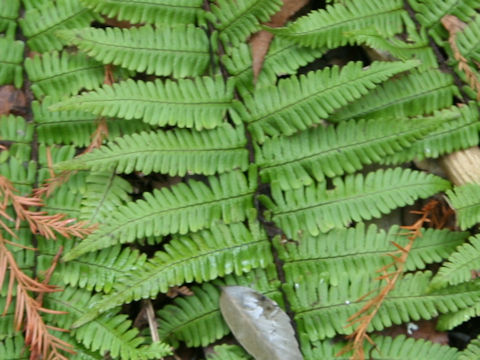 Dryopteris x tokudae