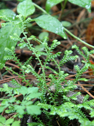 Selaginella remotifolia