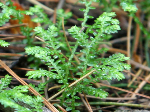 Selaginella remotifolia