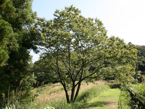 Castanea crenata