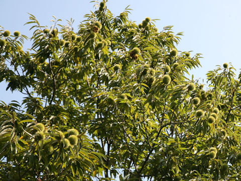 Castanea crenata