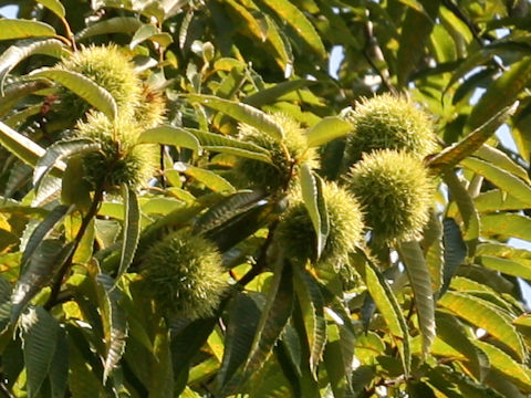 Castanea crenata