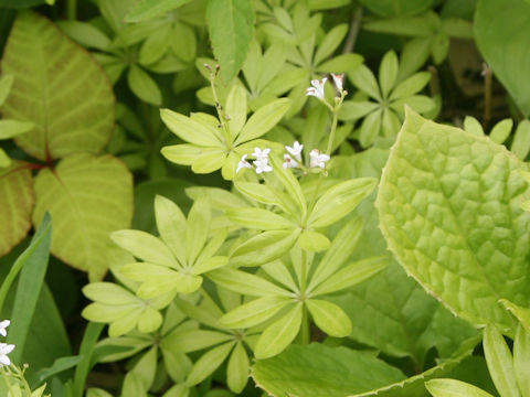 Galium triforiforme var. nipponicum