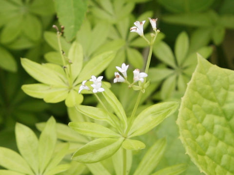 Galium triforiforme var. nipponicum