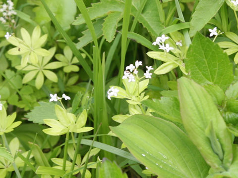 Galium triforiforme var. nipponicum