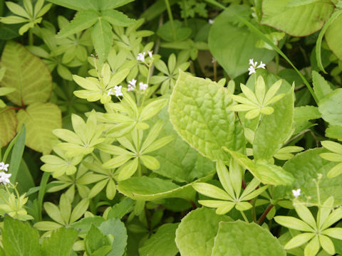 Galium triforiforme var. nipponicum